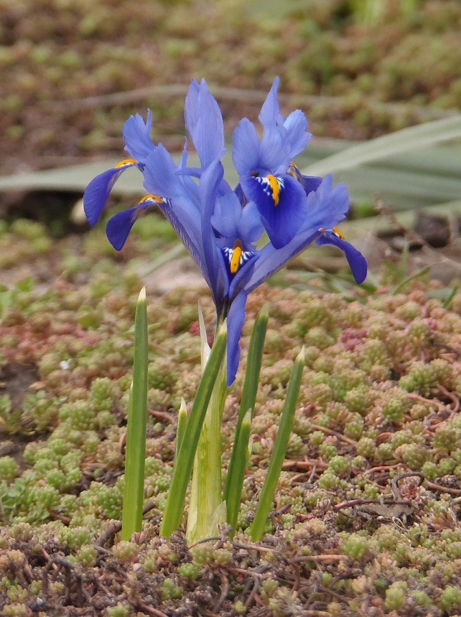 Изображение особи Iridodictyum reticulatum.