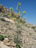 Erysimum czernjajevii