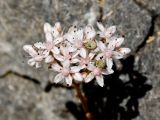 Sedum album. Соцветие с кормящимися жуками. Греция, о-в Крит, ном Ханья (Νομός Χανίων), дим Платаньяс (Δήμος Πλατανιά), горный массив Лефка Ори (Λευκά Όρη), урочище Ксилоскало (Ξυλόσκαλο), ≈ 1200 м н.у.м, каменистый склон. 28 июня 2017 г.