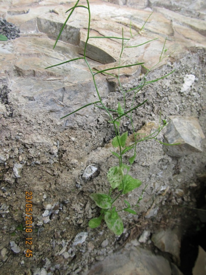 Image of familia Brassicaceae specimen.