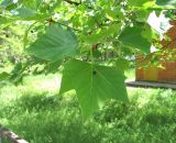 Platanus occidentalis. Верхушка ветви с отцветшими соцветиями. Дагестан, г. Избербаш, в озеленении. 13.05.2018.
