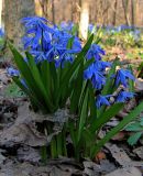 Scilla siberica