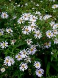 Symphyotrichum novi-belgii