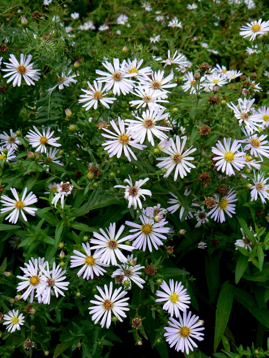 Image of Symphyotrichum novi-belgii specimen.