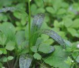 Dactylorhiza urvilleana