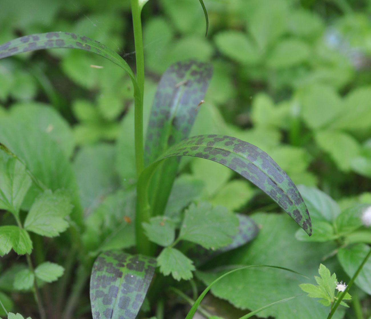 Image of Dactylorhiza urvilleana specimen.