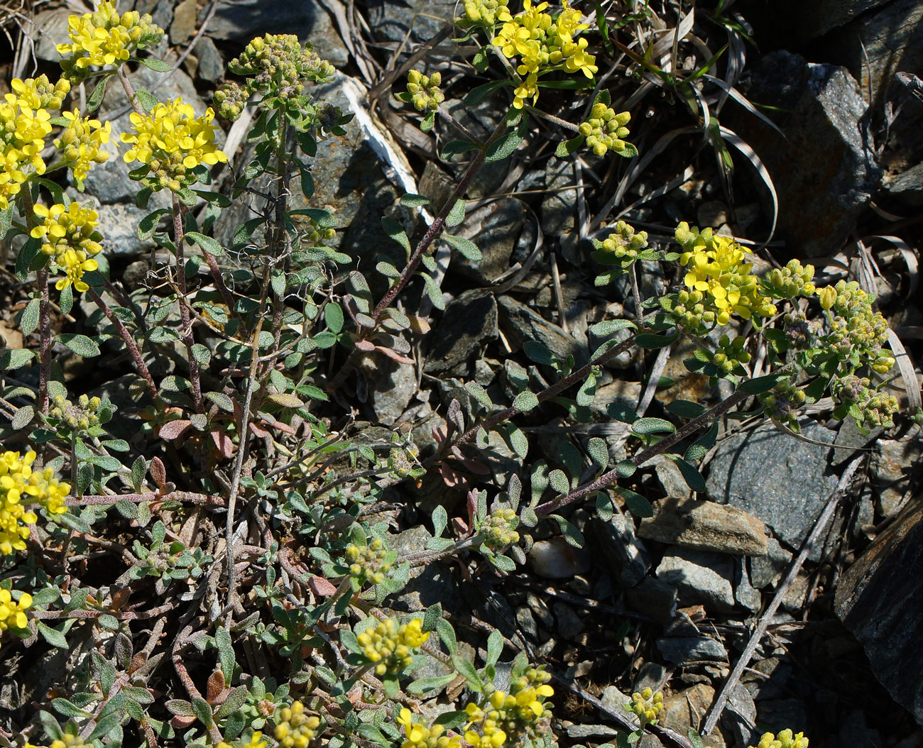 Image of Odontarrhena obovata specimen.