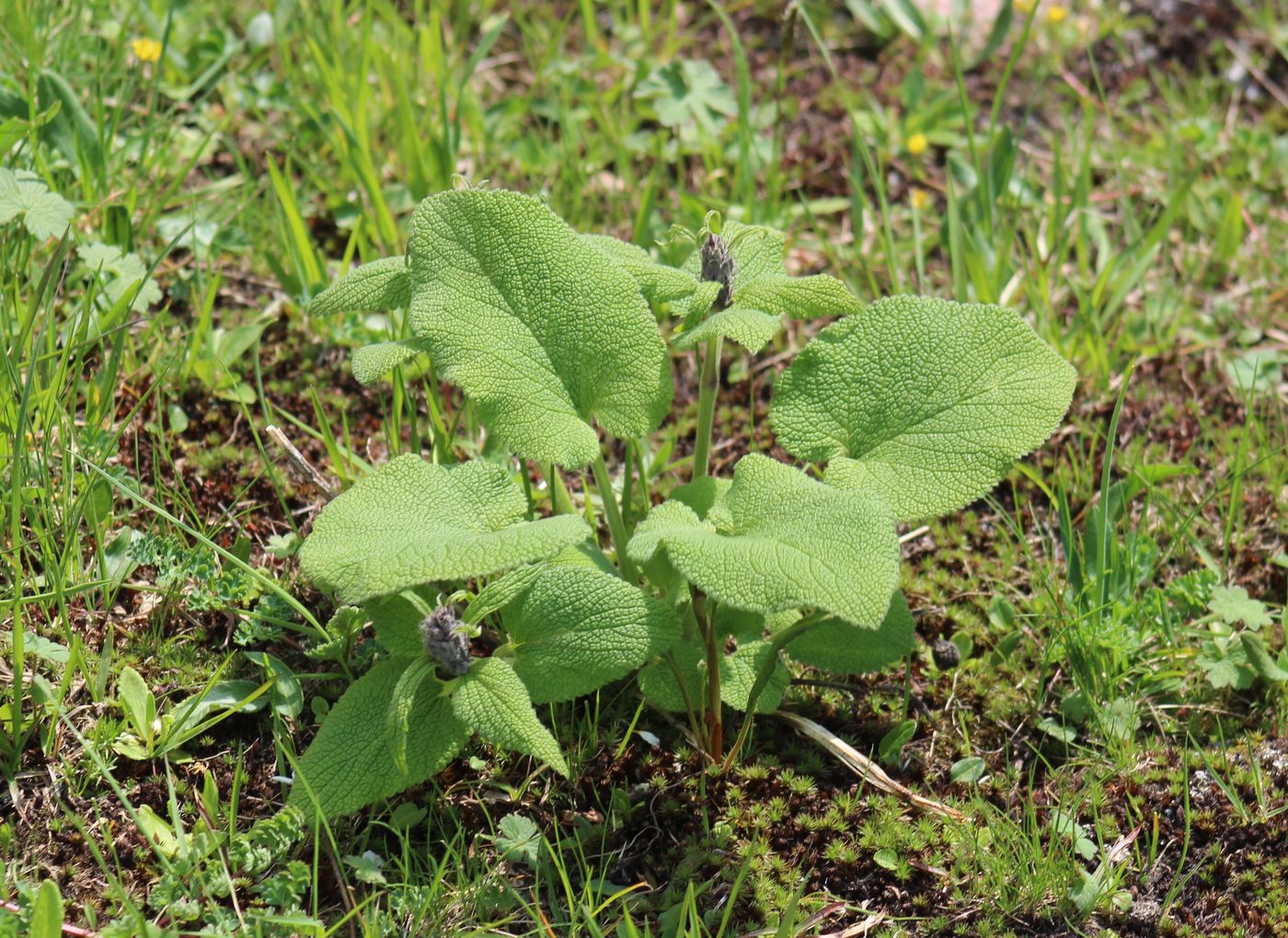 Image of Phlomoides oreophila specimen.