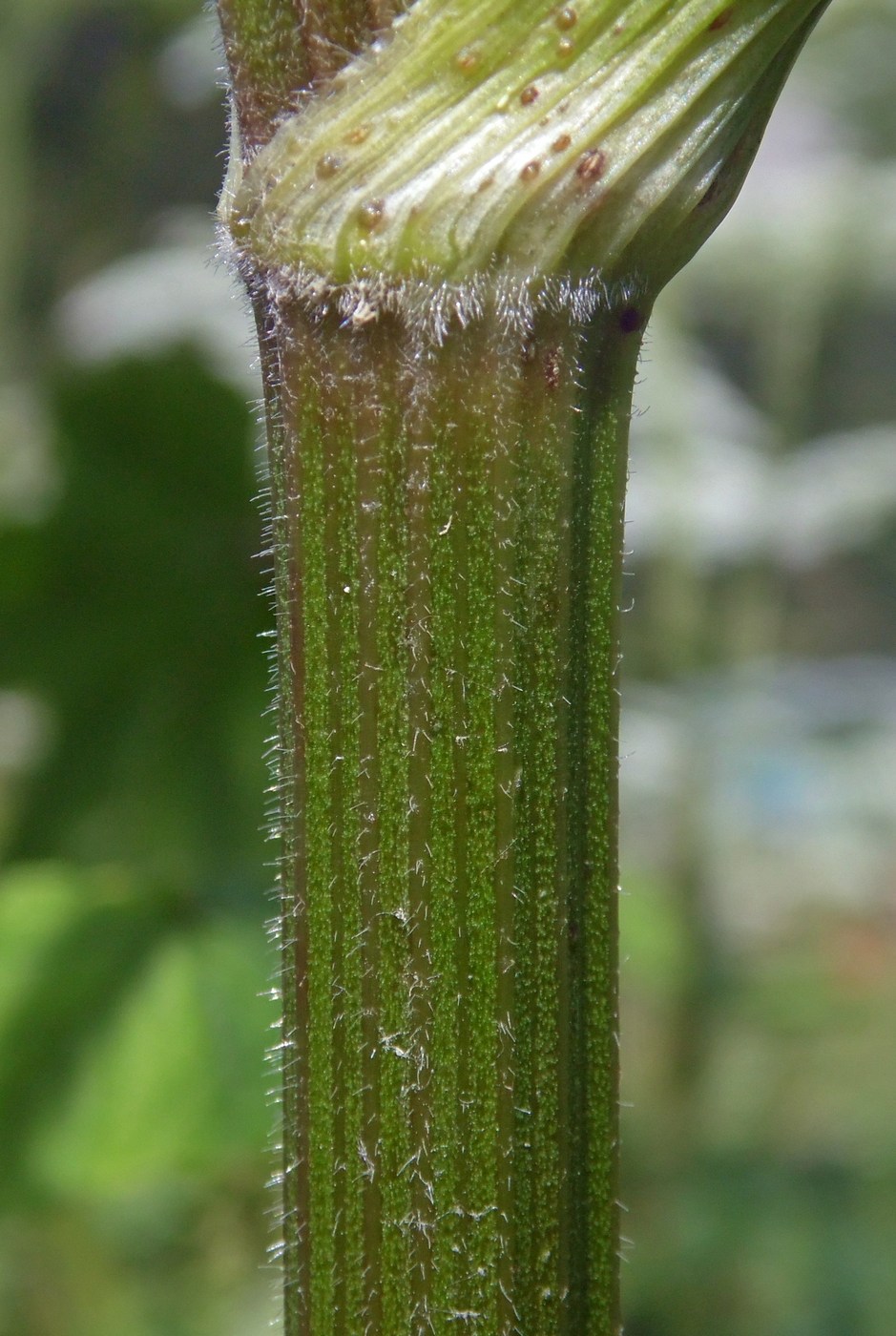 Image of Heracleum ponticum specimen.