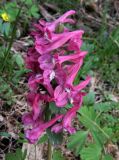 Corydalis begljanovae. Соцветие (раса с лилово-розовыми цветками). Красноярский край, Ермаковский р-н, пос. Танзыбей, в культуре (взято из окр. пос. Танзыбей, берег р. Танзыбей, черневой смешанный лес). 13.05.2018.