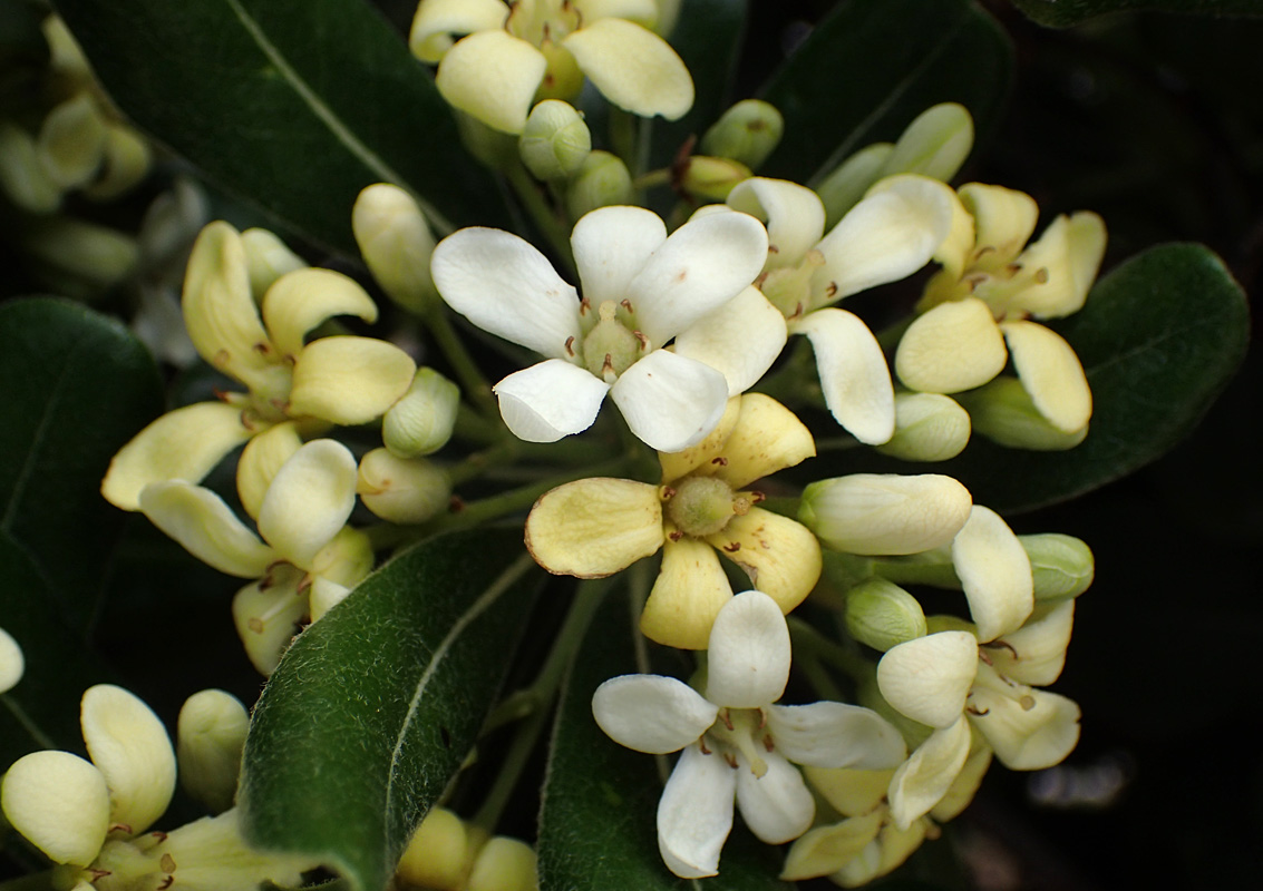 Image of Pittosporum tobira specimen.