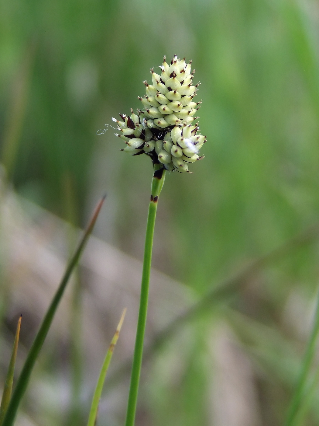 Image of Carex media specimen.
