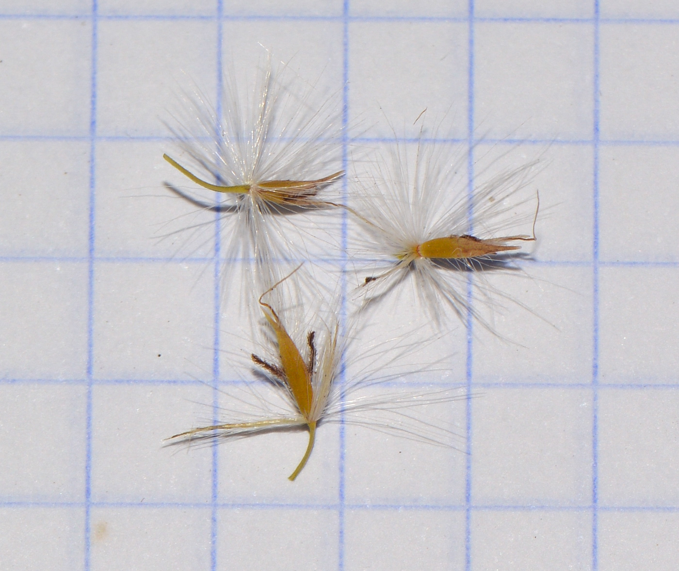 Image of genus Miscanthus specimen.