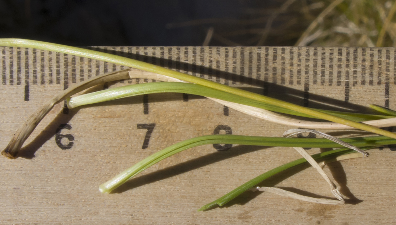 Image of Festuca caucasica specimen.