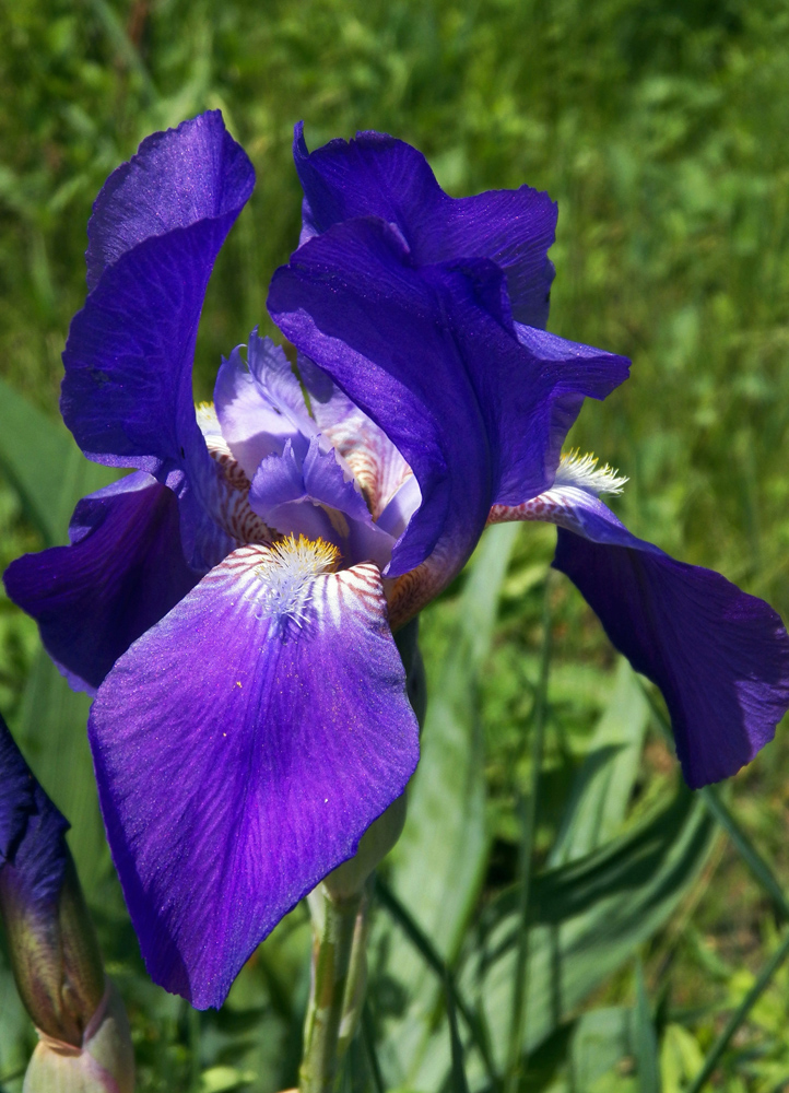 Изображение особи Iris nyaradyana.