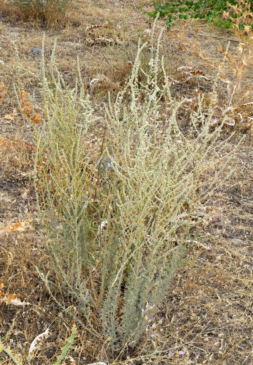 Image of Bassia prostrata specimen.