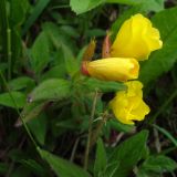 Oenothera pilosella. Верхушка цветущего растения. Московская обл., окр. г. Чехов, дачный участок. 09.07.2007.