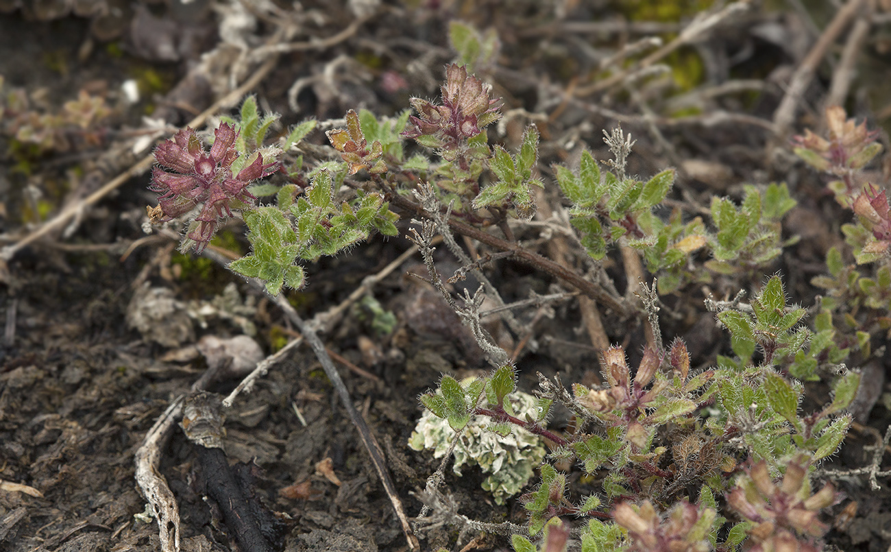 Изображение особи Thymus schischkinii.