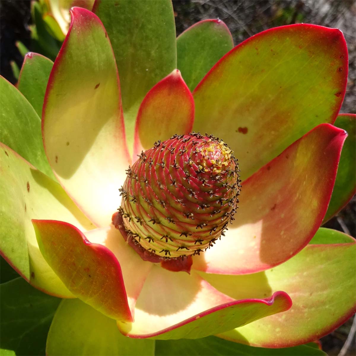 Изображение особи Leucadendron strobilinum.