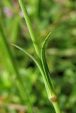 Dianthus deltoides. Узел генеративного побега. Украина, Закарпатская обл., Раховский р-н, окр. с. Квасы, ≈ 600 м н.у.м., сенокосный луг. 29 июня 2010 г.
