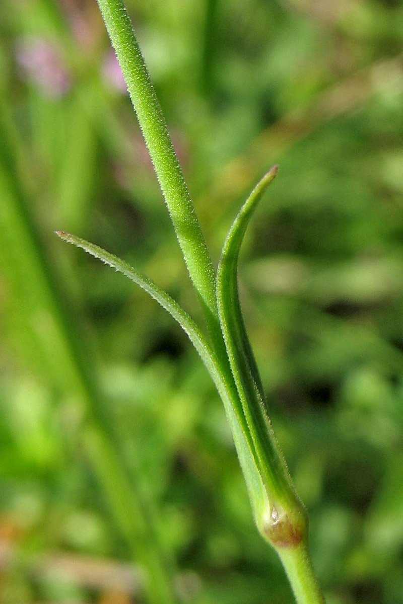Image of Dianthus deltoides specimen.
