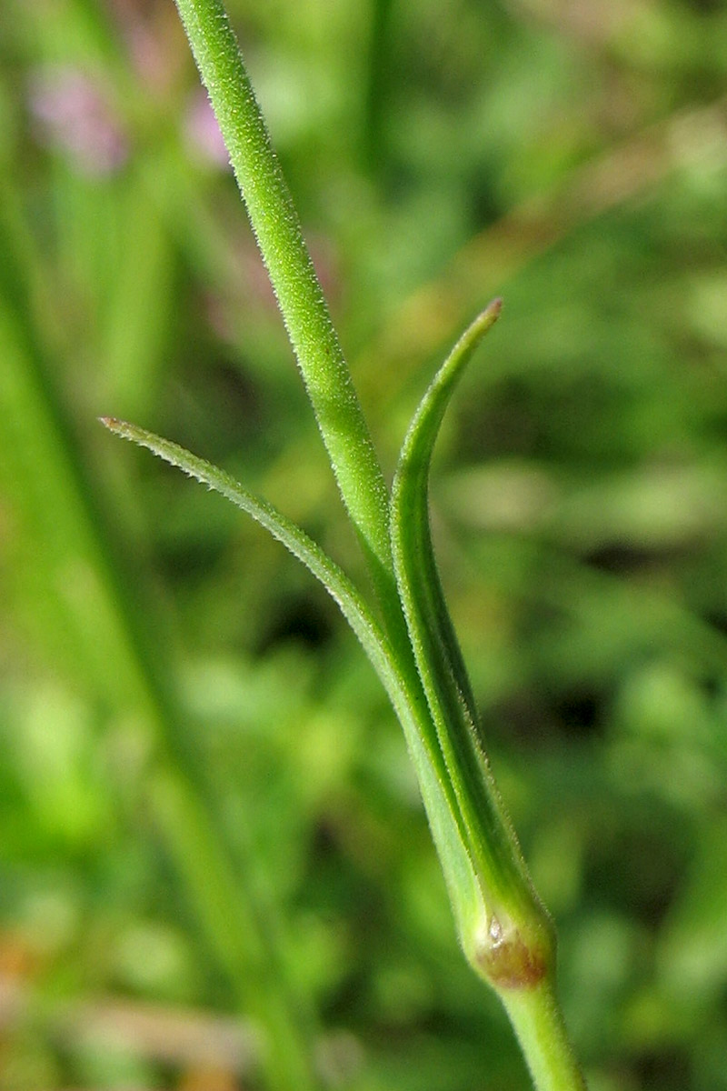 Изображение особи Dianthus deltoides.