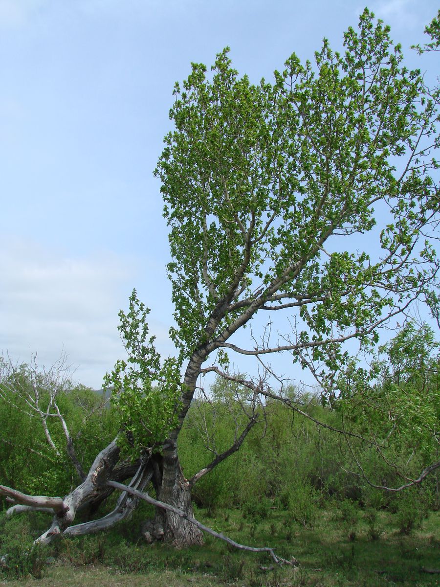 Image of Populus suaveolens specimen.
