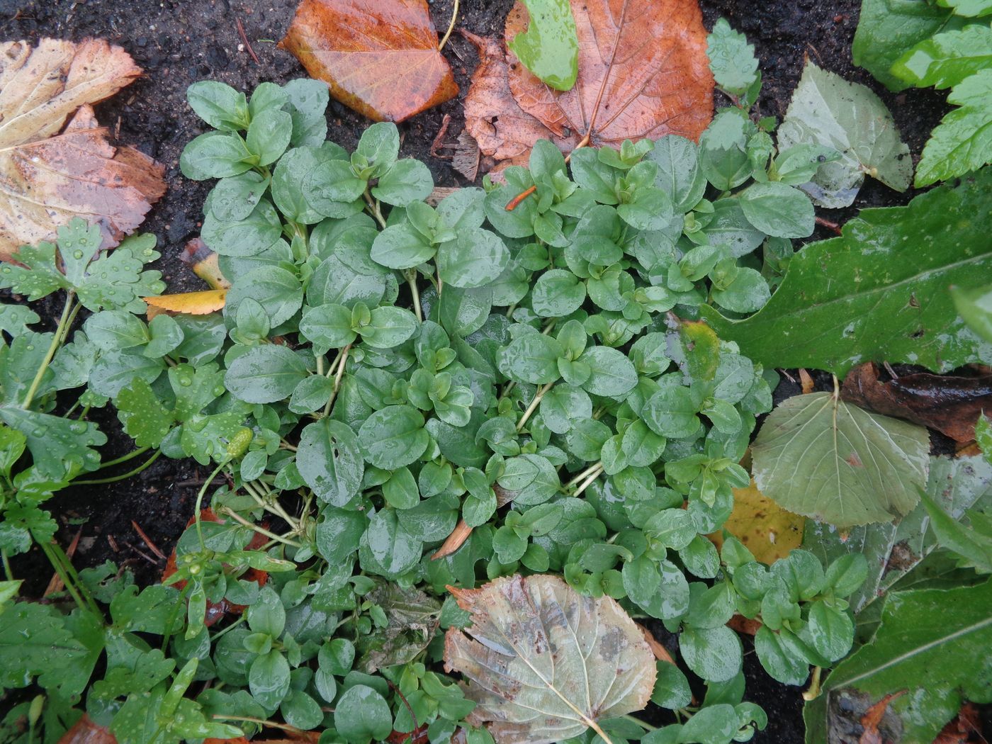 Image of Veronica serpyllifolia specimen.