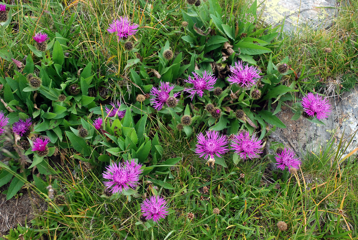 Image of Centaurea kerneriana ssp. gheorghieffii specimen.