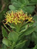 Rhodiola rosea. Верхушка побега с соцветием. Украина, Закарпатская обл., Раховский р-н, хр. Свидовец, ≈ 1800 м н.у.м., каменистая осыпь. 2 июля 2010 г.