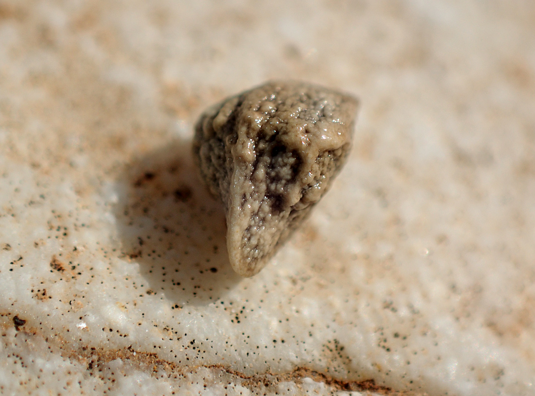 Image of Echium plantagineum specimen.