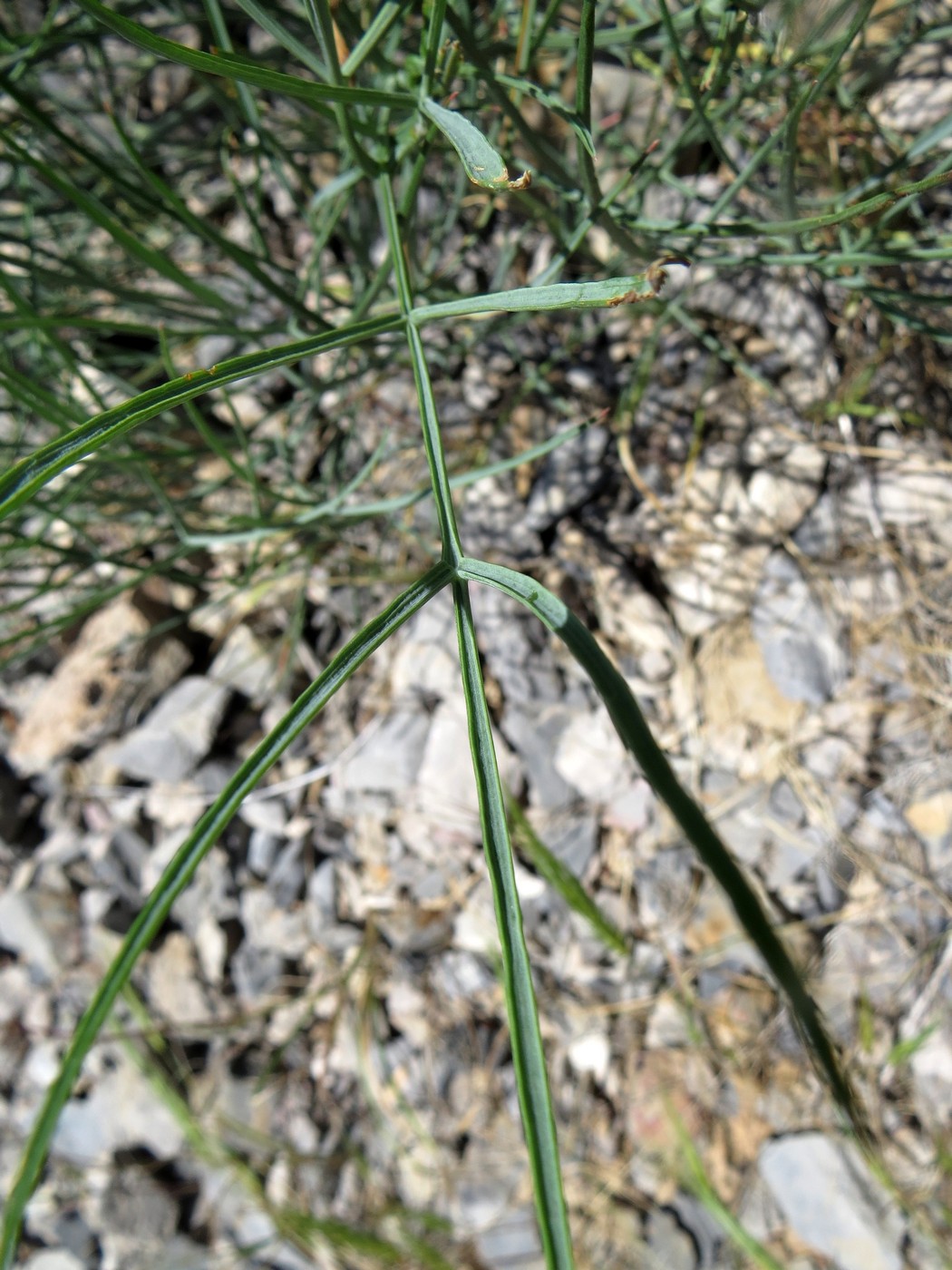 Image of Ferula leucographa specimen.