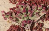 Mesembryanthemum crystallinum