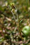 Littorella uniflora. Тычиночный цветок. Нидерланды, Северное море, о-в Схирмонниког, заболоченное понижение между приморскими дюнами. 24 мая 2010 г.