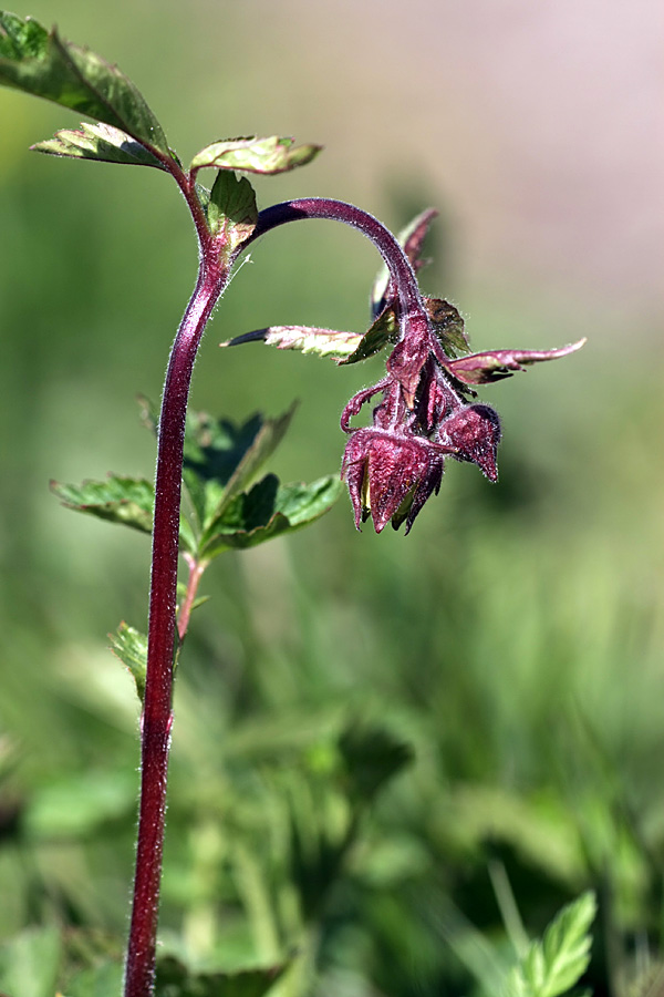 Изображение особи Geum rivale.