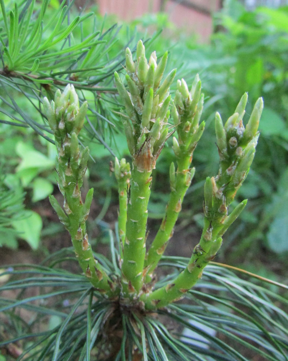 Image of genus Pinus specimen.