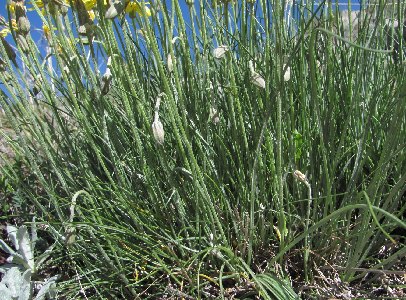 Image of Scorzonera filifolia specimen.