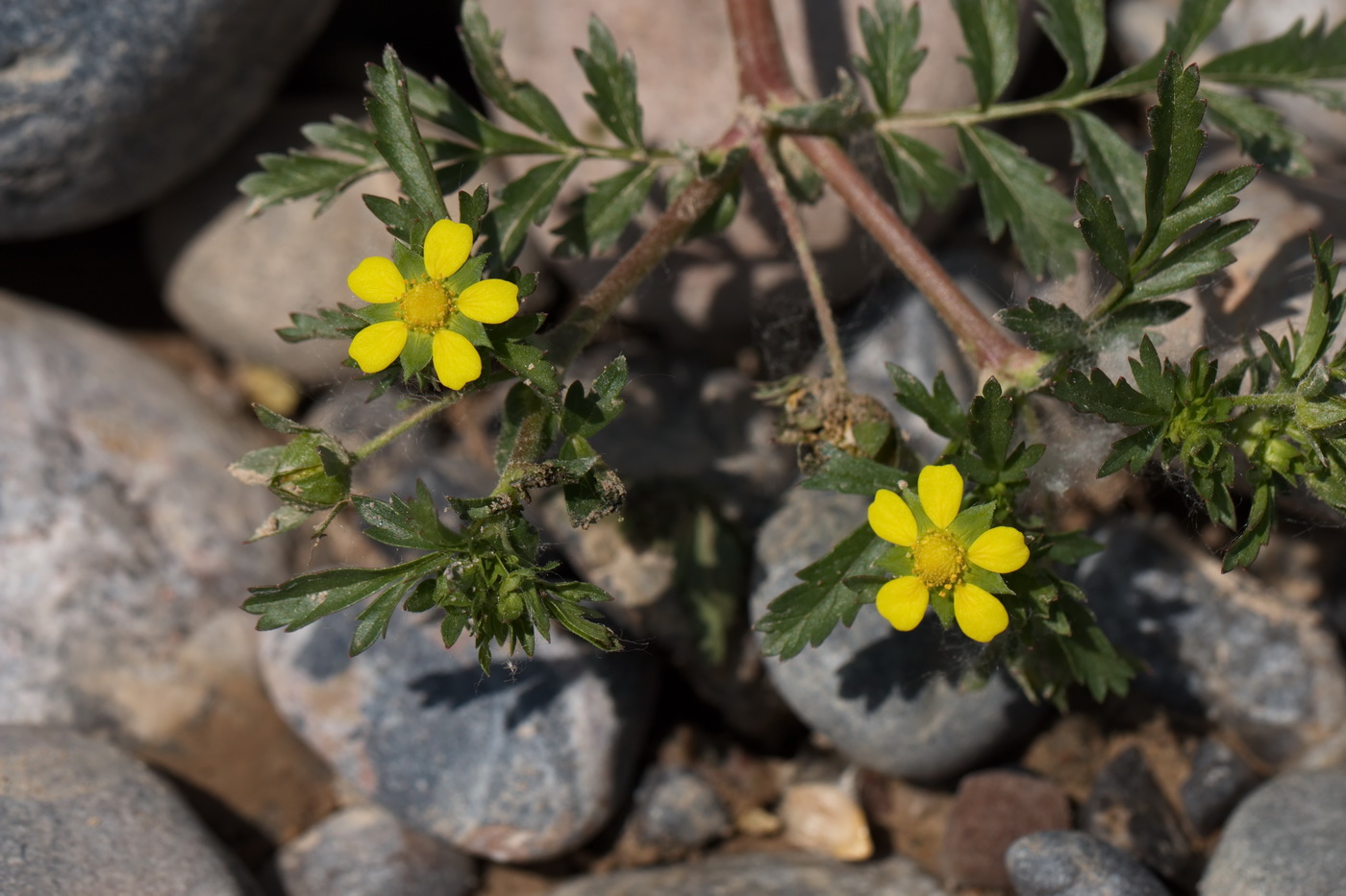 Image of Potentilla supina specimen.