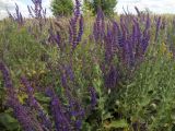 Salvia tesquicola