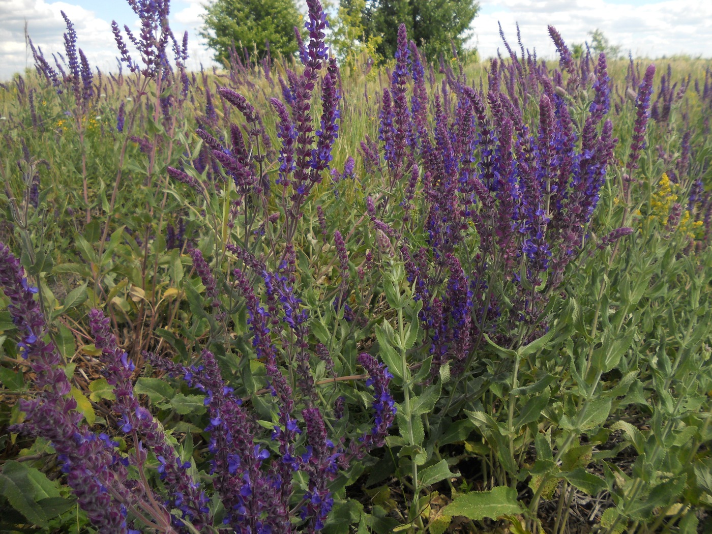 Image of Salvia tesquicola specimen.