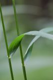 Elymus caninus