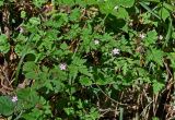 Geranium robertianum