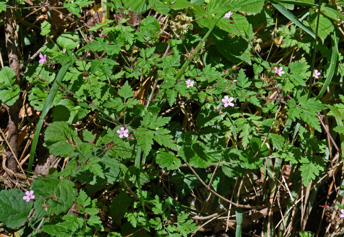 Изображение особи Geranium robertianum.