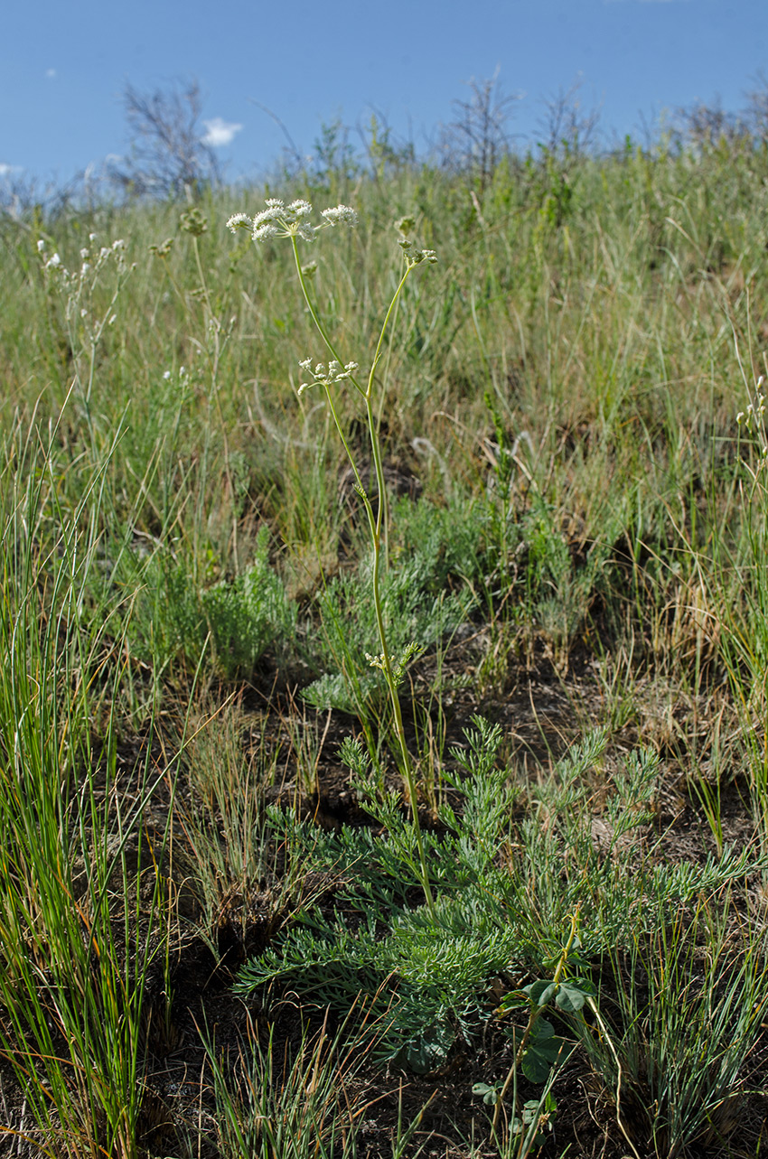 Image of Seseli ledebourii specimen.