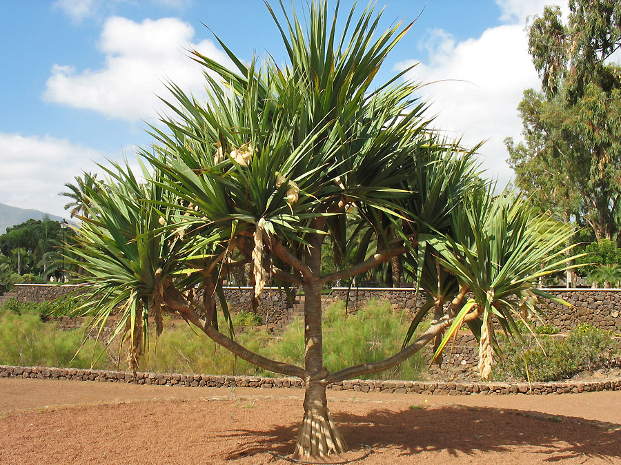 Изображение особи род Pandanus.