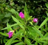 Epilobium hirsutum