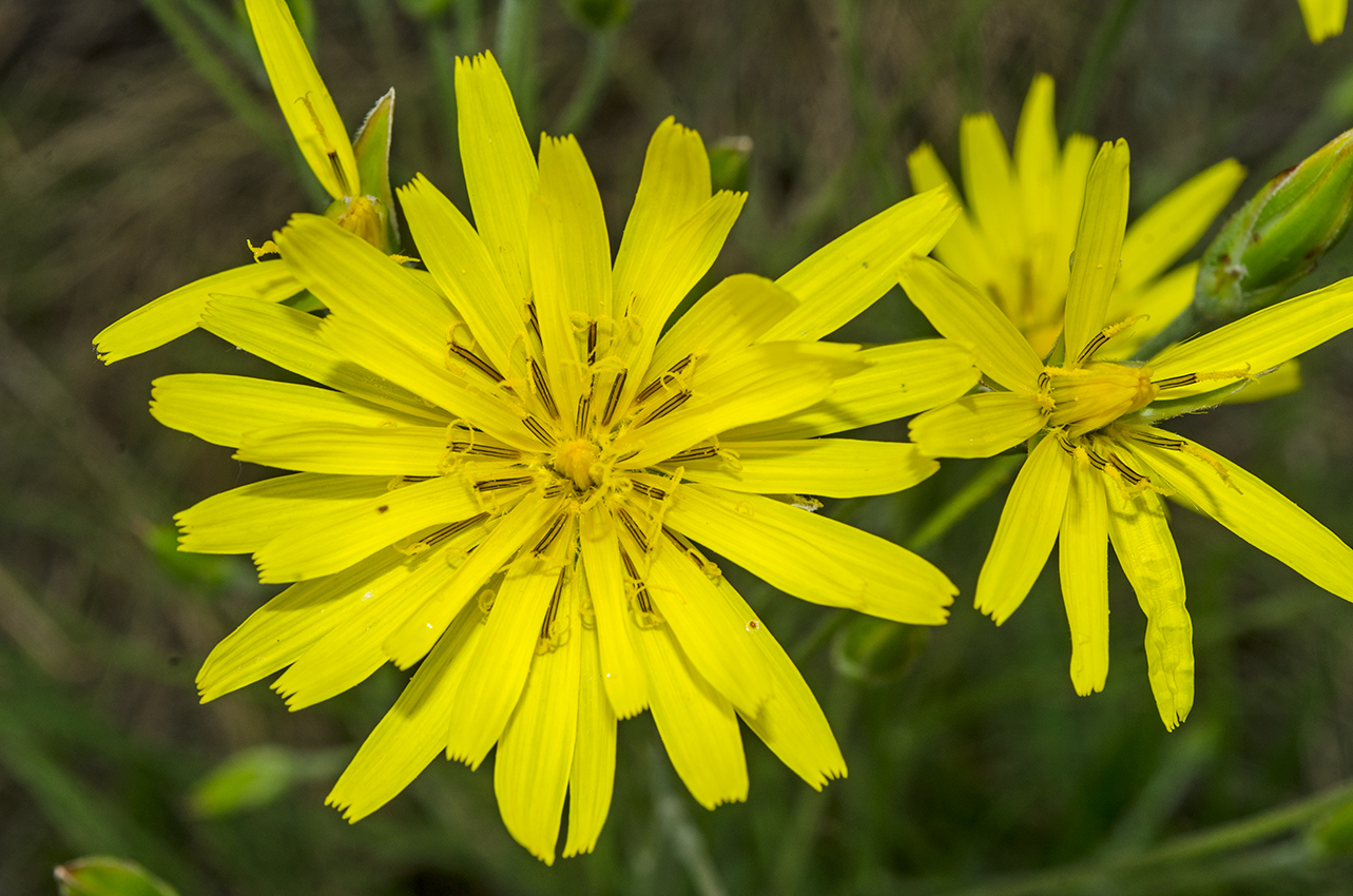 Image of Scorzonera stricta specimen.