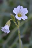 Cerastium arvense