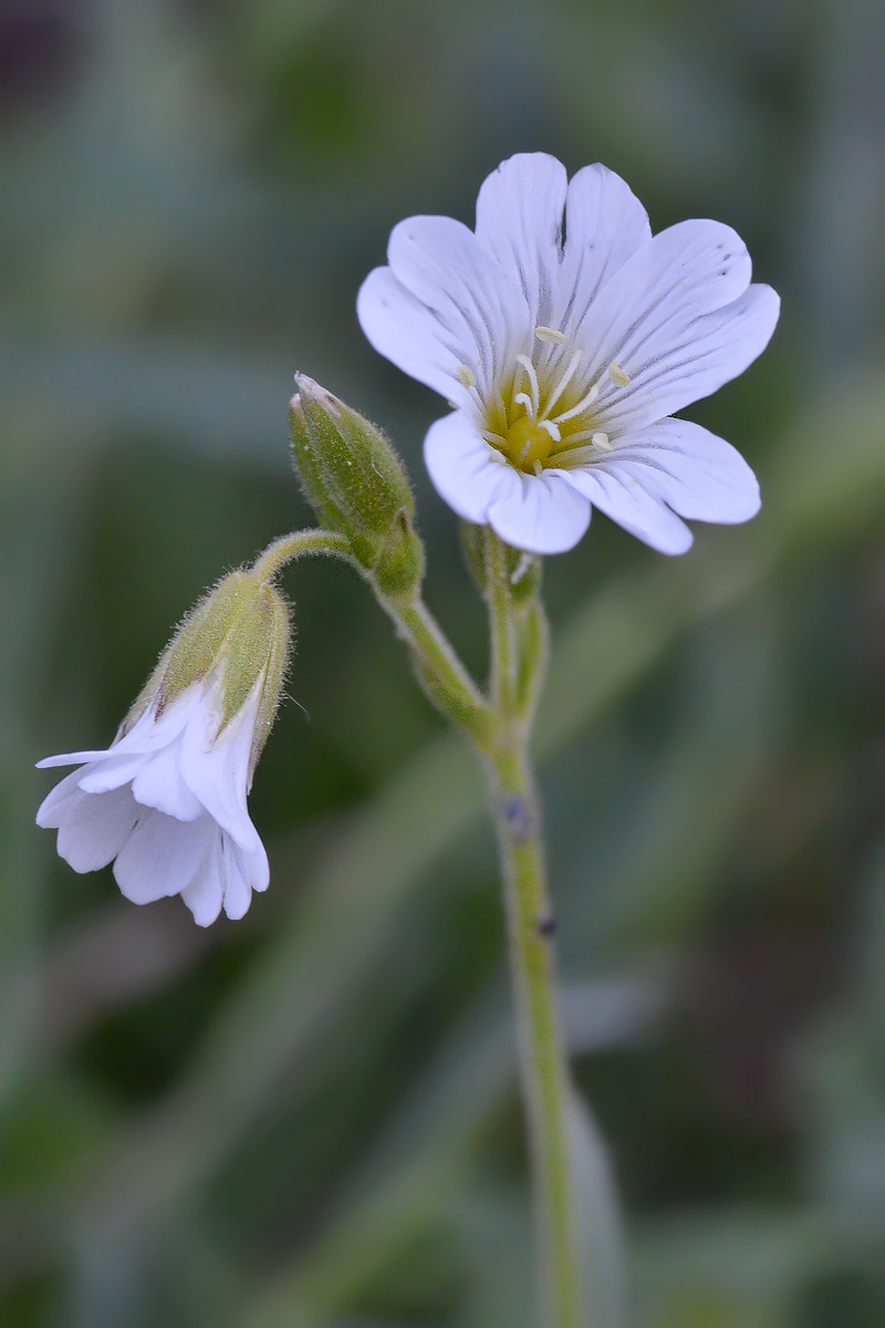 Изображение особи Cerastium arvense.