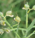 genus Genista